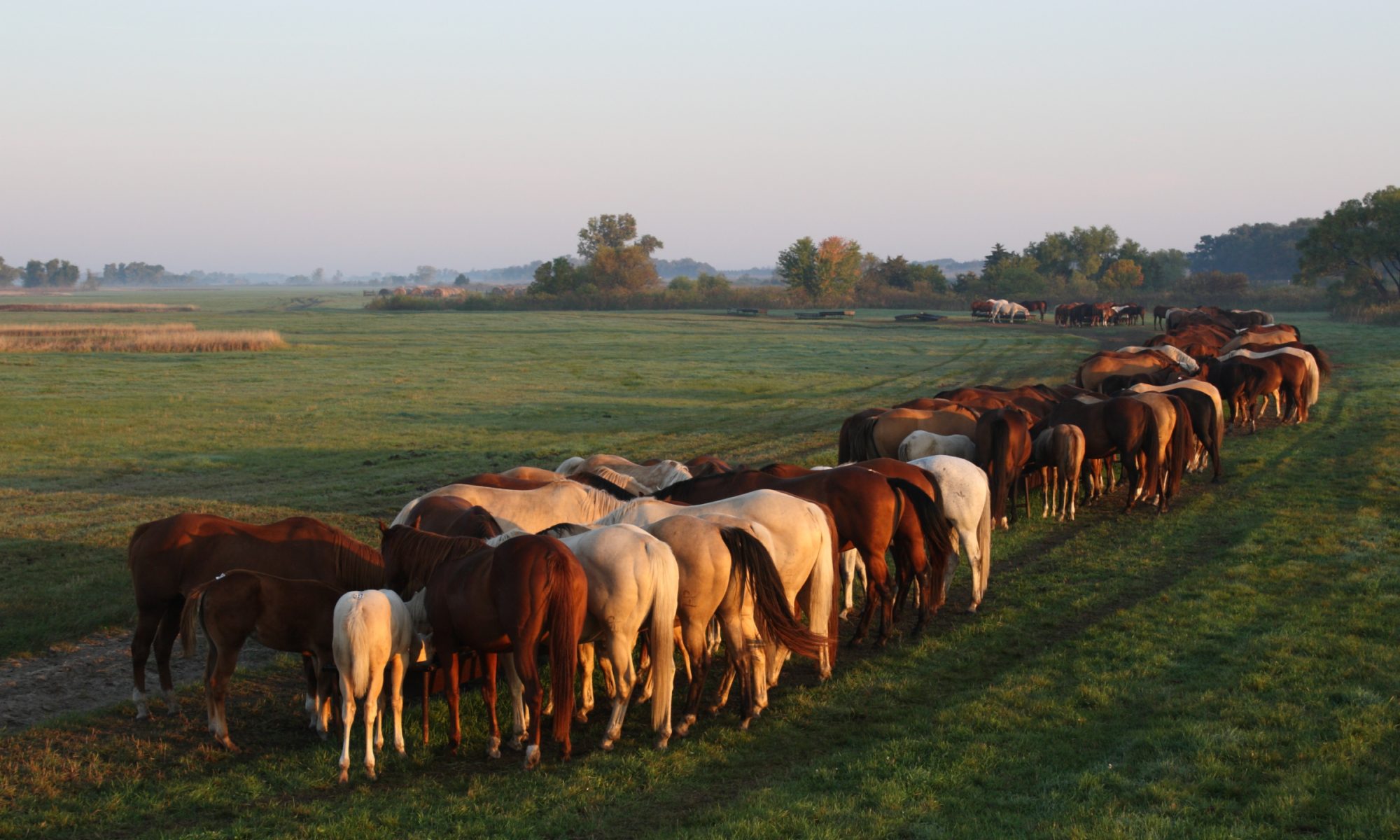 cropped-051b.jpg – Pitzer Ranch